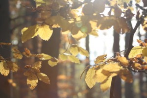 Im Herbst bricht die Rotwein-Zeit an. 