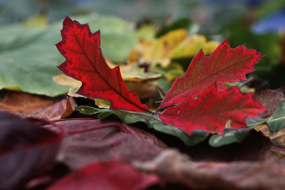 Herbstlaub.