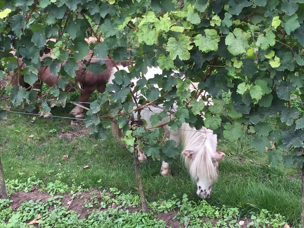 Auf dem Weg: Ponys im Weinberg.